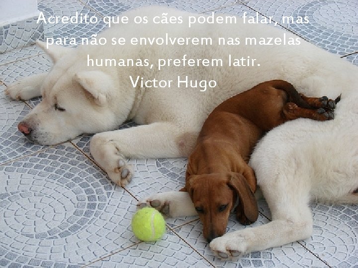 Acredito que os cães podem falar, mas para não se envolverem nas mazelas humanas,