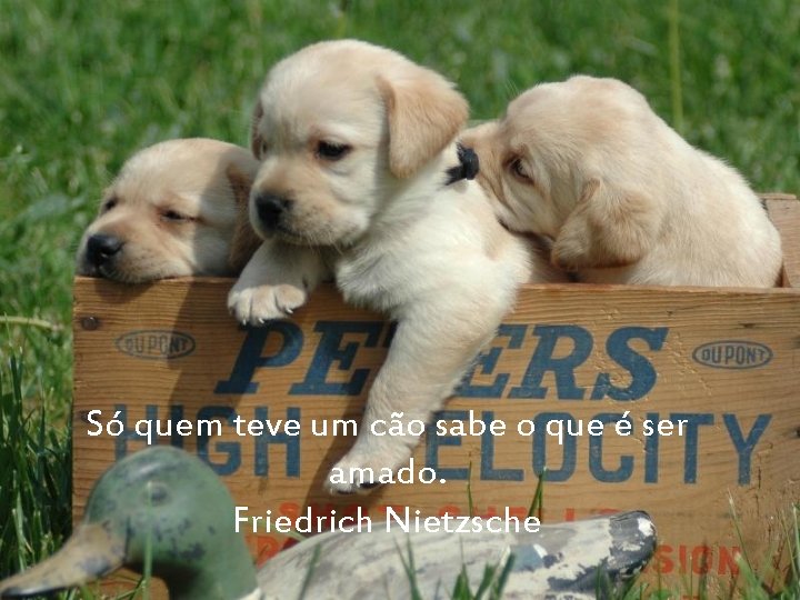 Só quem teve um cão sabe o que é ser amado. Friedrich Nietzsche 