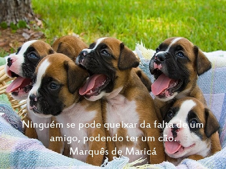 Ninguém se pode queixar da falta de um amigo, podendo ter um cão. Marquês