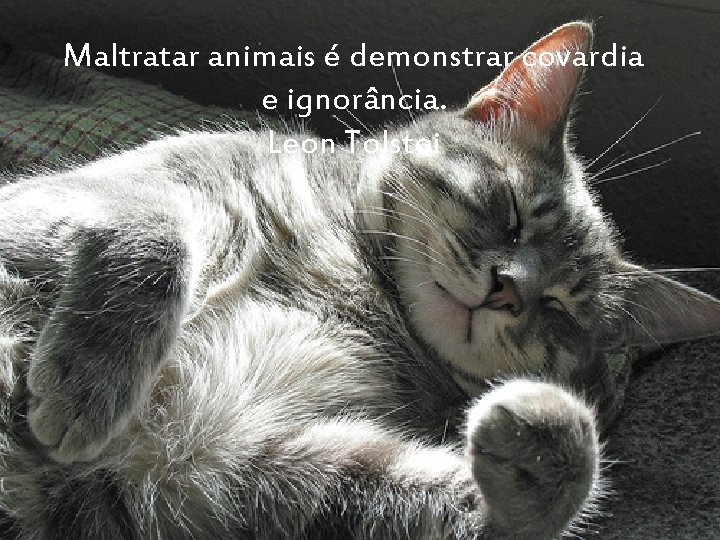 Maltratar animais é demonstrar covardia e ignorância. Leon Tolstoi 