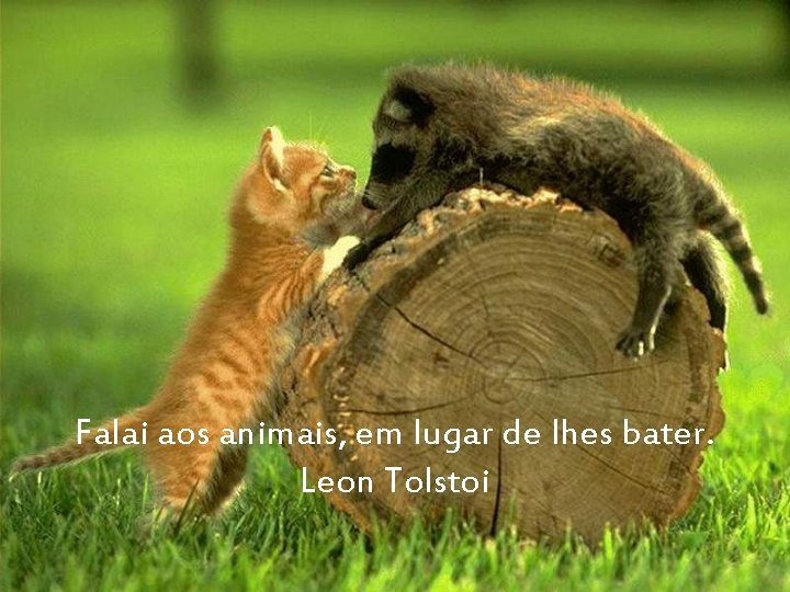 Falai aos animais, em lugar de lhes bater. Leon Tolstoi 