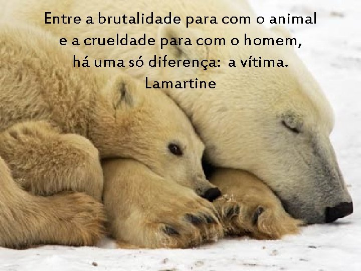 Entre a brutalidade para com o animal e a crueldade para com o homem,