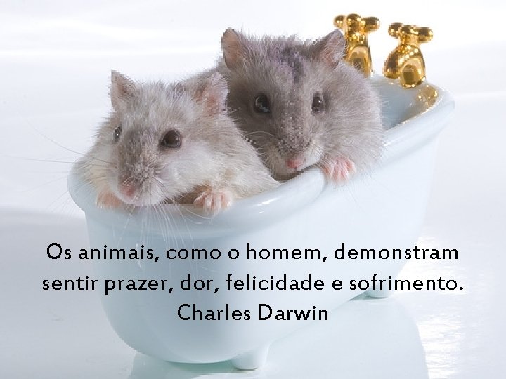 Os animais, como o homem, demonstram sentir prazer, dor, felicidade e sofrimento. Charles Darwin