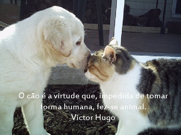 O cão é a virtude que, impedida de tomar forma humana, fez-se animal. Victor