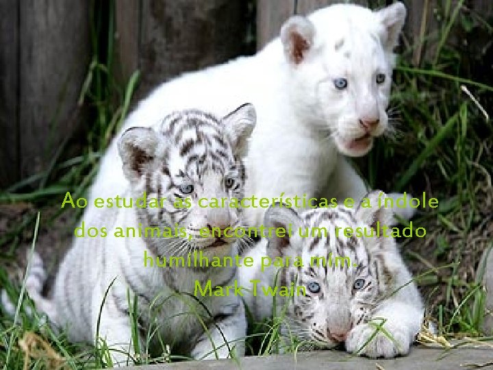 Ao estudar as características e a índole dos animais, encontrei um resultado humilhante para