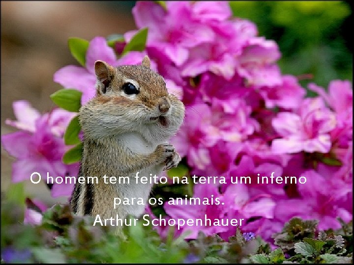 O homem tem feito na terra um inferno para os animais. Arthur Schopenhauer 