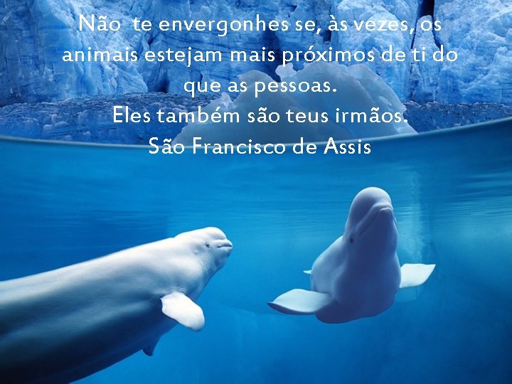 Não te envergonhes se, às vezes, os animais estejam mais próximos de ti do