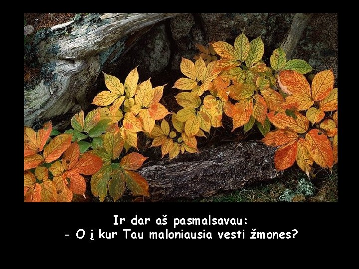 Ir dar aš pasmalsavau: - O į kur Tau maloniausia vesti žmones? 