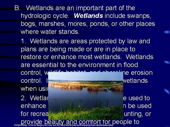 B. Wetlands are an important part of the hydrologic cycle. Wetlands include swanps, bogs,