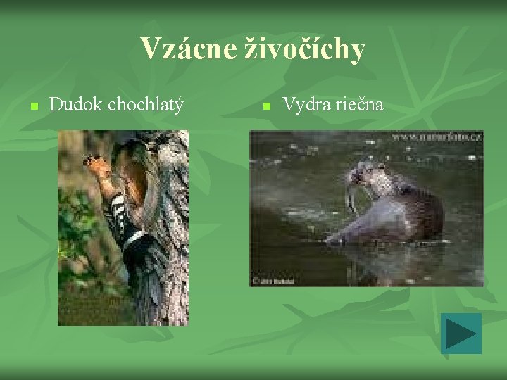 Vzácne živočíchy n Dudok chochlatý n Vydra riečna 