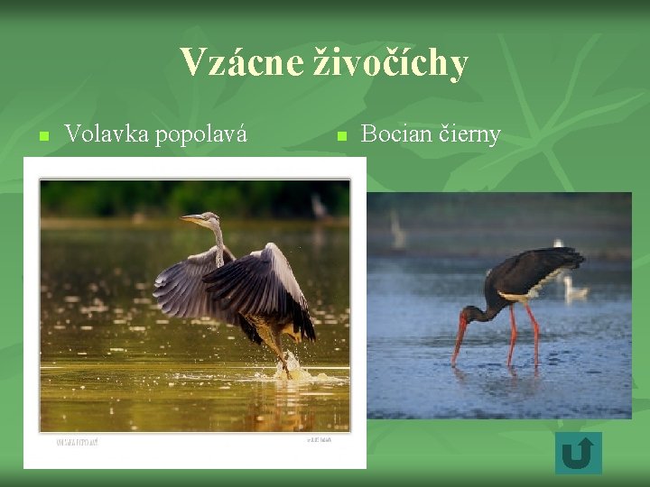 Vzácne živočíchy n Volavka popolavá n Bocian čierny 