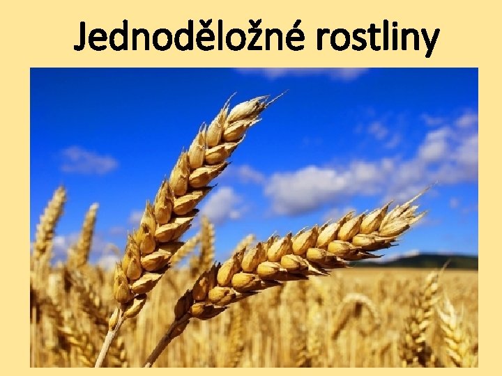 Jednoděložné rostliny 