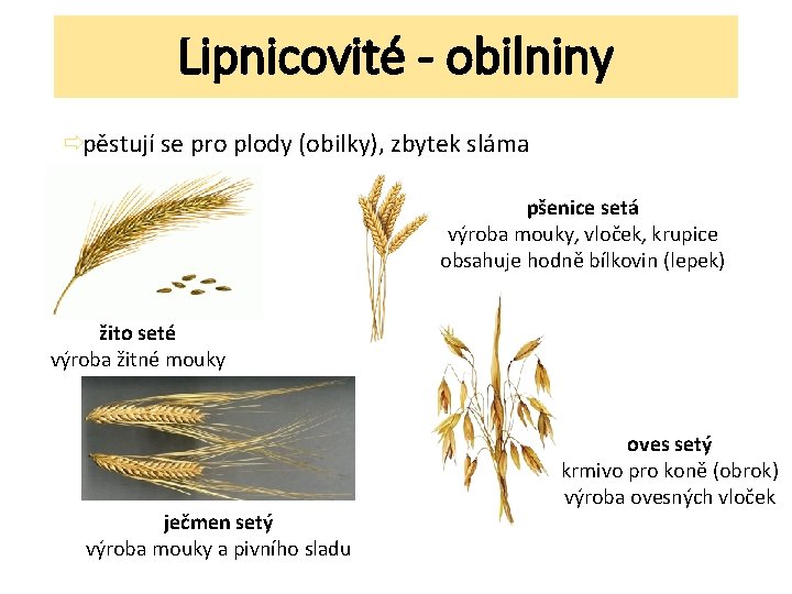 Lipnicovité - obilniny ðpěstují se pro plody (obilky), zbytek sláma pšenice setá výroba mouky,