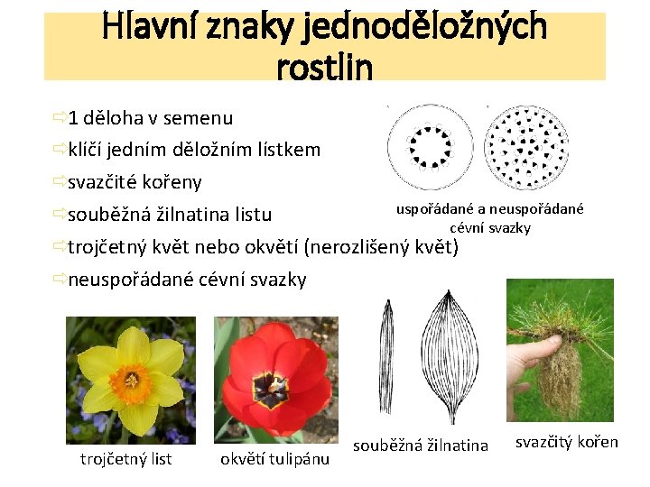 Hlavní znaky jednoděložných rostlin ð 1 děloha v semenu ðklíčí jedním děložním lístkem ðsvazčité