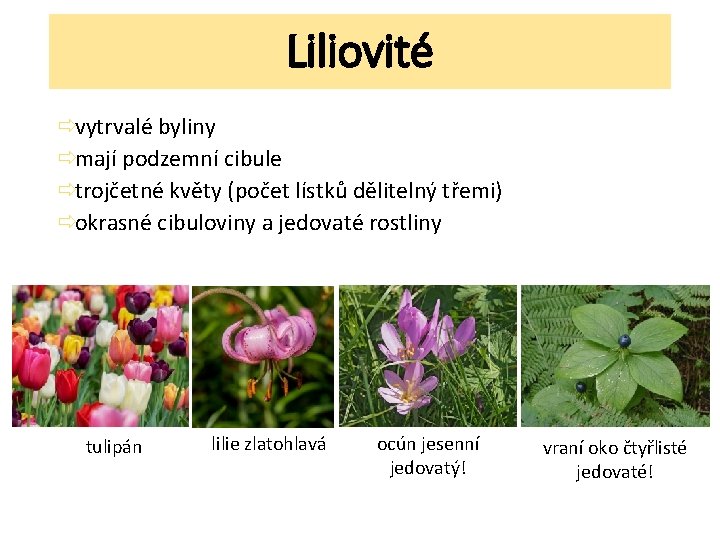 Liliovité ðvytrvalé byliny ðmají podzemní cibule ðtrojčetné květy (počet lístků dělitelný třemi) ðokrasné cibuloviny