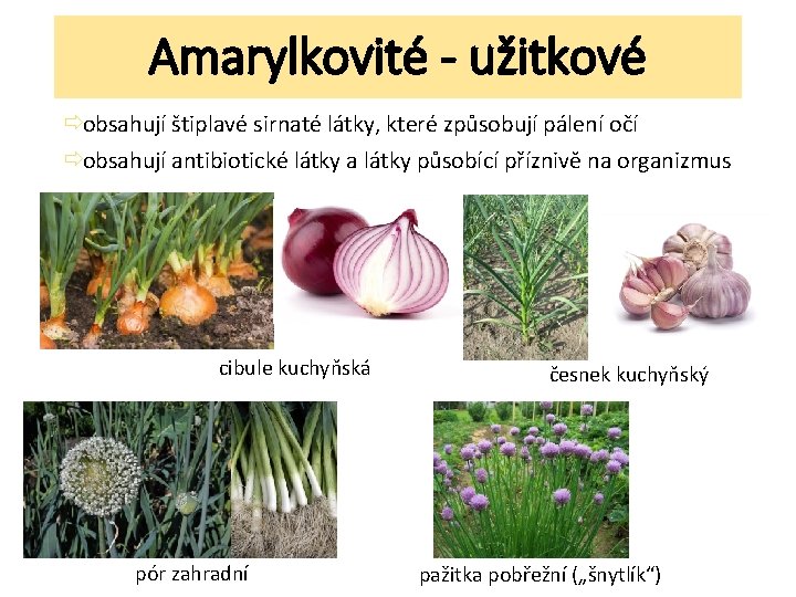 Amarylkovité - užitkové ðobsahují štiplavé sirnaté látky, které způsobují pálení očí ðobsahují antibiotické látky