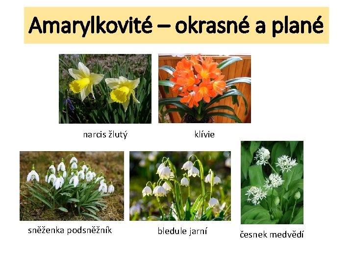 Amarylkovité – okrasné a plané narcis žlutý sněženka podsněžník klívie bledule jarní česnek medvědí