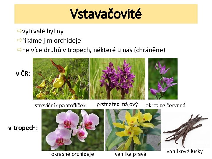 Vstavačovité ðvytrvalé byliny ðříkáme jim orchideje ðnejvíce druhů v tropech, některé u nás (chráněné)