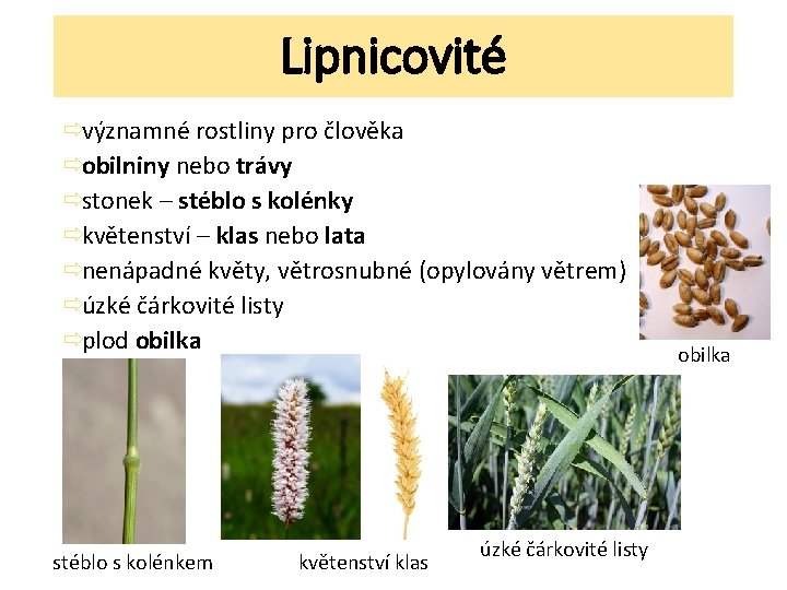 Lipnicovité ðvýznamné rostliny pro člověka ðobilniny nebo trávy ðstonek – stéblo s kolénky ðkvětenství