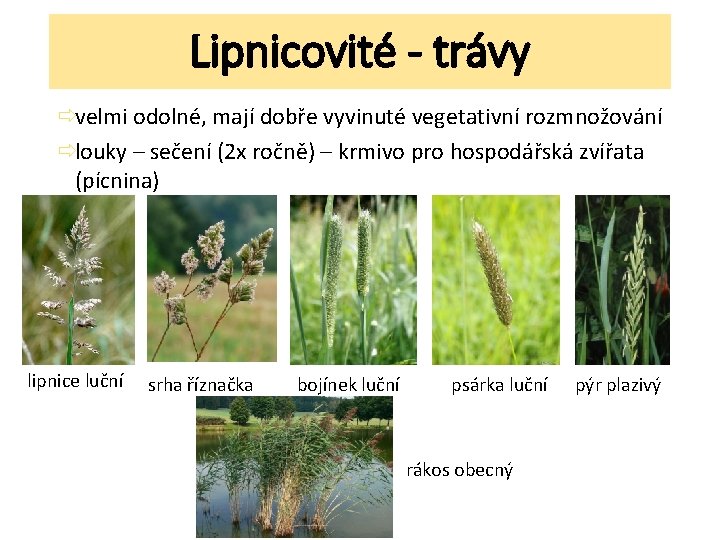 Lipnicovité - trávy ðvelmi odolné, mají dobře vyvinuté vegetativní rozmnožování ðlouky – sečení (2