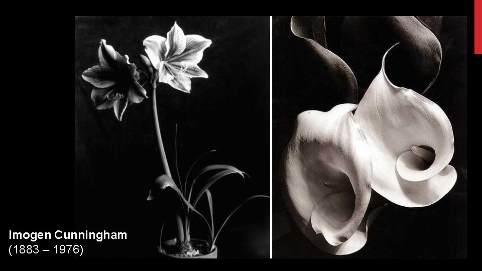 Imogen Cunningham (1883 – 1976) 