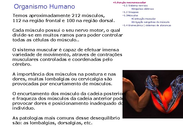 Organismo Humano • 1. Função neuromuscular – 1. 1 Sistema nervoso • Impulsos elétricos