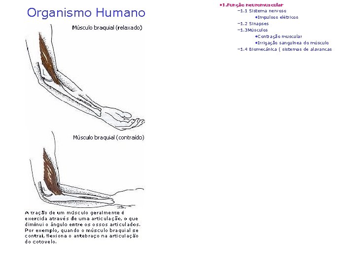 Organismo Humano • 1. Função neuromuscular – 1. 1 Sistema nervoso • Impulsos elétricos