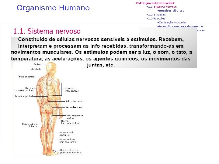 Organismo Humano 1. 1. Sistema nervoso • 1. Função neuromuscular – 1. 1 Sistema