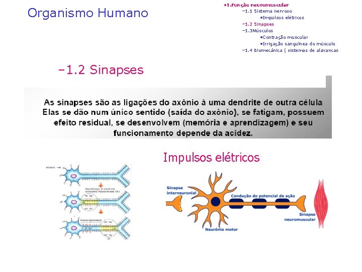 Organismo Humano • 1. Função neuromuscular – 1. 1 Sistema nervoso • Impulsos elétricos
