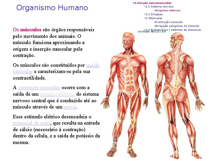 Organismo Humano Os músculos são órgãos responsáveis pelo movimento dos animais. O músculo funciona