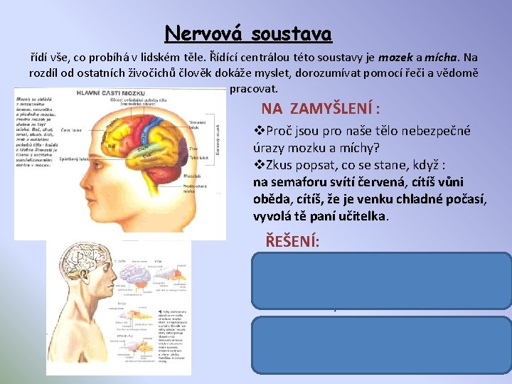 Nervová soustava řídí vše, co probíhá v lidském těle. Řídící centrálou této soustavy je