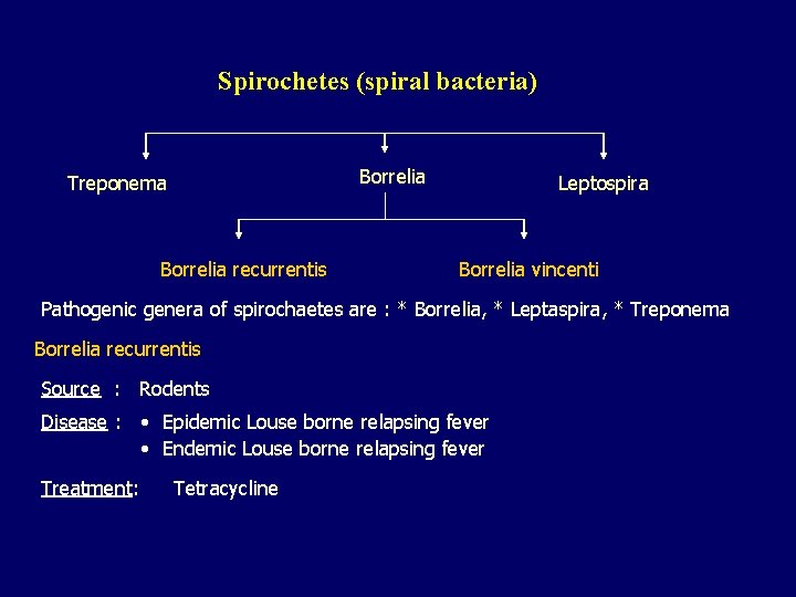 Spirochetes (spiral bacteria) Borrelia Treponema Borrelia recurrentis Leptospira Borrelia vincenti Pathogenic genera of spirochaetes