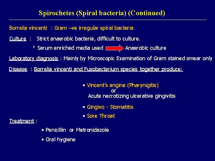 Spirochetes (Spiral bacteria) (Continued) Borrelia vincenti : Gram –ve irregular spiral bacteria Culture :