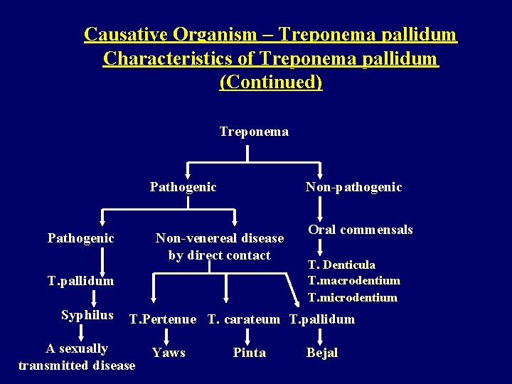 Causative Organism – Treponema pallidum Characteristics of Treponema pallidum (Continued) Treponema Pathogenic Non-pathogenic Non-venereal
