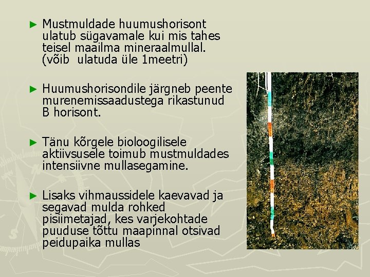 ► Mustmuldade huumushorisont ulatub sügavamale kui mis tahes teisel maailma mineraalmullal. (võib ulatuda üle