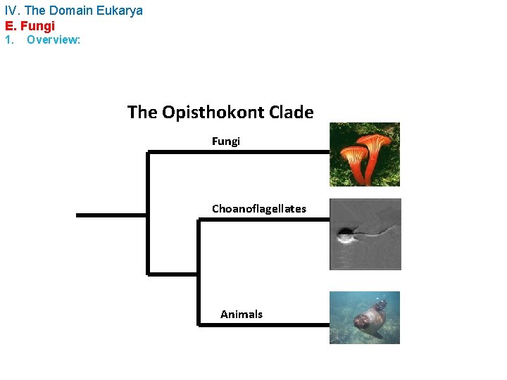 IV. The Domain Eukarya E. Fungi 1. Overview: The Opisthokont Clade Fungi Choanoflagellates Animals