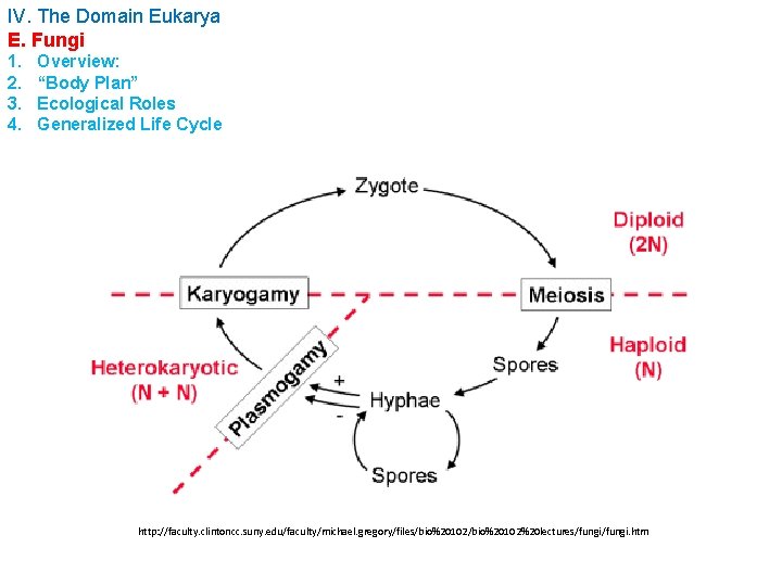 IV. The Domain Eukarya E. Fungi 1. 2. 3. 4. Overview: “Body Plan” Ecological