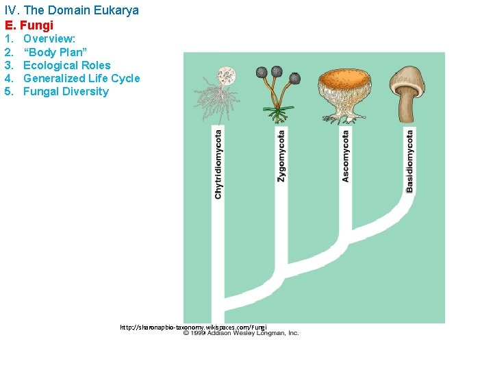 IV. The Domain Eukarya E. Fungi 1. 2. 3. 4. 5. Overview: “Body Plan”