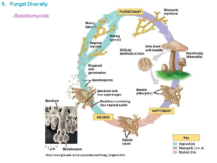 5. Fungal Diversity - Basidiomycota http: //www. griswold. k 12. ia. us/pcarlsonweb/fungi_kingdom. htm 