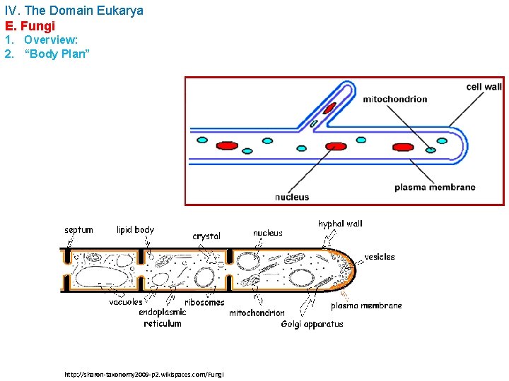 IV. The Domain Eukarya E. Fungi 1. Overview: 2. “Body Plan” http: //sharon-taxonomy 2009