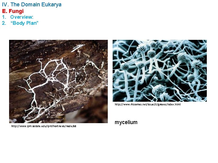 IV. The Domain Eukarya E. Fungi 1. Overview: 2. “Body Plan” http: //www. rhizomes.