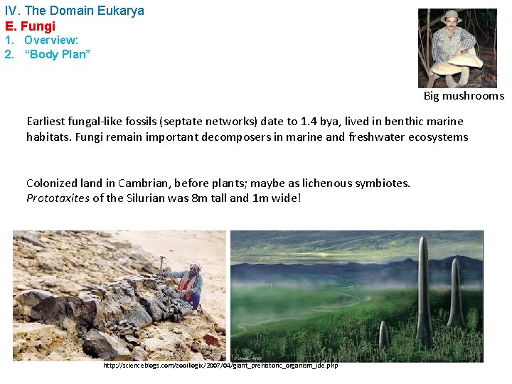 IV. The Domain Eukarya E. Fungi 1. Overview: 2. “Body Plan” Big mushrooms Earliest