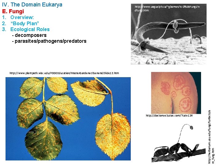 IV. The Domain Eukarya E. Fungi http: //www. uoguelph. ca/~gbarron/N-D%20 Fungi/ndfungi. htm 1. Overview: