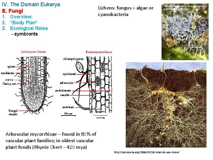 IV. The Domain Eukarya E. Fungi 1. Overview: 2. “Body Plan” 3. Ecological Roles