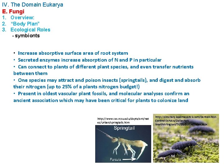 IV. The Domain Eukarya E. Fungi 1. Overview: 2. “Body Plan” 3. Ecological Roles