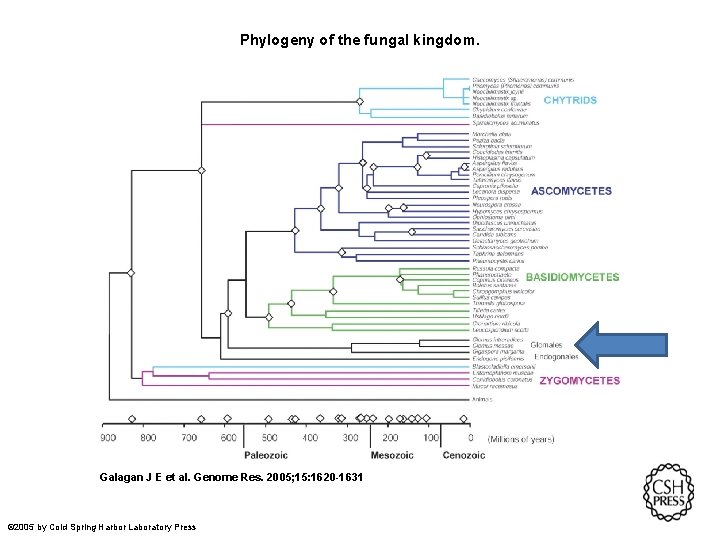 Phylogeny of the fungal kingdom. Galagan J E et al. Genome Res. 2005; 15: