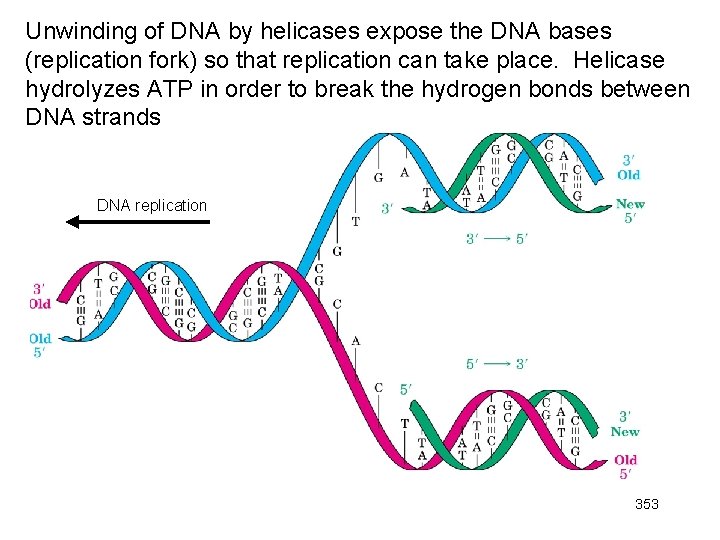 Unwinding of DNA by helicases expose the DNA bases (replication fork) so that replication