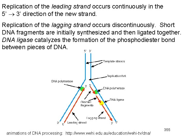 Replication of the leading strand occurs continuously in the 5’ 3’ direction of the