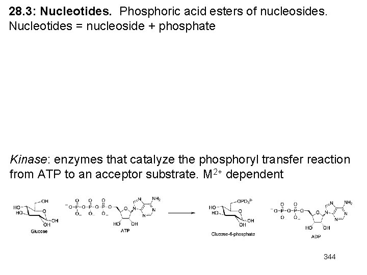 28. 3: Nucleotides. Phosphoric acid esters of nucleosides. Nucleotides = nucleoside + phosphate Kinase: