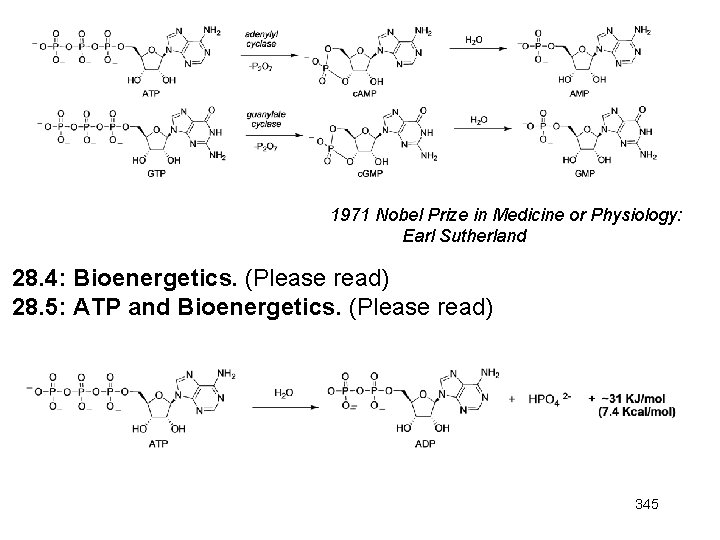 1971 Nobel Prize in Medicine or Physiology: Earl Sutherland 28. 4: Bioenergetics. (Please read)